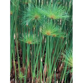 papyrus sedge , paper reed,پاپیروس
